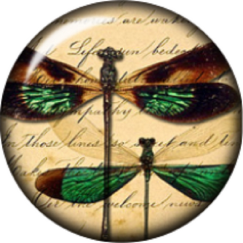 Snap button Domed Dragonfly Interchangable Jewelry  12mm