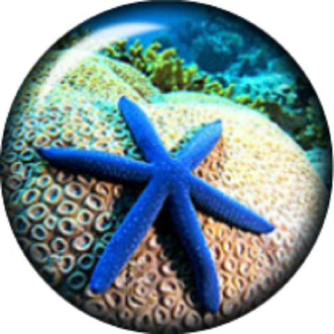 Body Accentz Snap Button Beach Starfish 18mm Charm Chunk Interchangeable