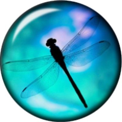 Snap button Domed Dragonfly Interchangable Jewelry  18mm